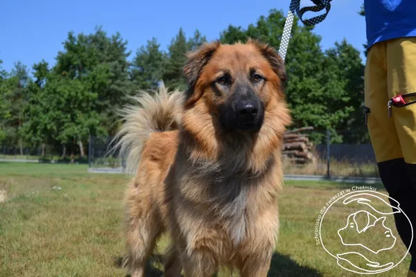 Pies do adopcji, Chełmek, 12 sierpnia 2025