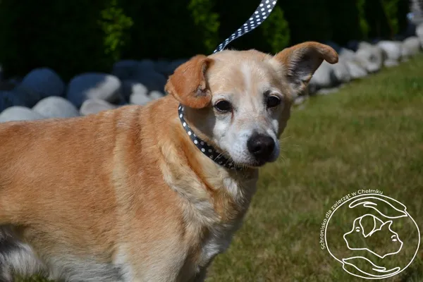 Pies do adopcji, Chełmek, 6 sierpnia 2025