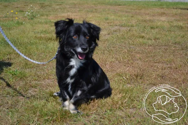 Pies do adopcji, Chełmek, 25 lipca 2025