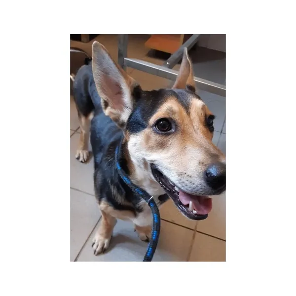 Znaleziono psa, Białystok, 30 sierpnia 2025