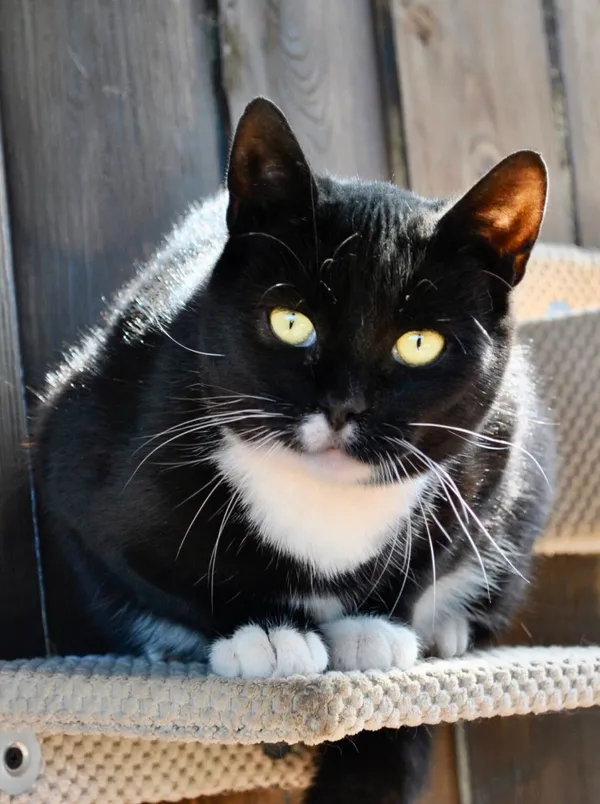 Kot do adopcji, Gdańsk, 1 września 2025