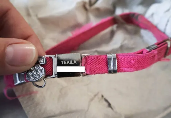 Znaleziono kota, Łódź, 31 sierpnia 2025 (5/5)