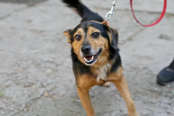 Znaleziono psa, Wałbrzych, 15 sierpnia 2025 (1/2)