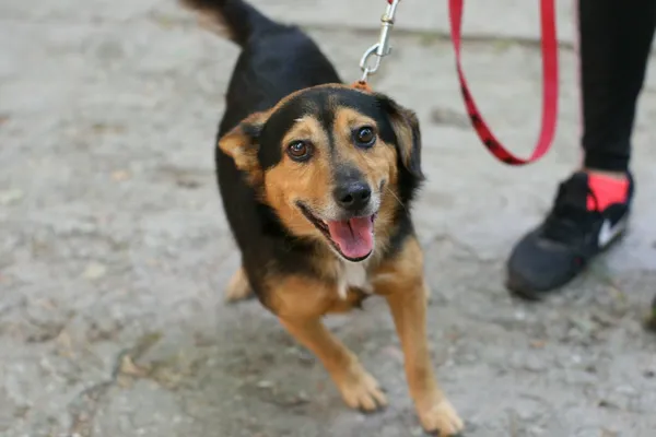 Znaleziono psa, Wałbrzych, 15 sierpnia 2025 (2/2)