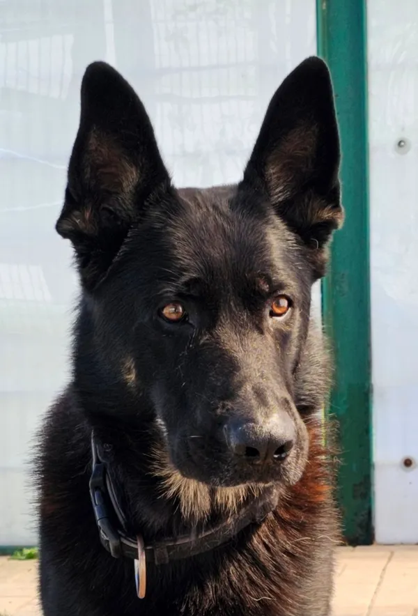 Pies do adopcji, Tychy, 2 sierpnia 2025