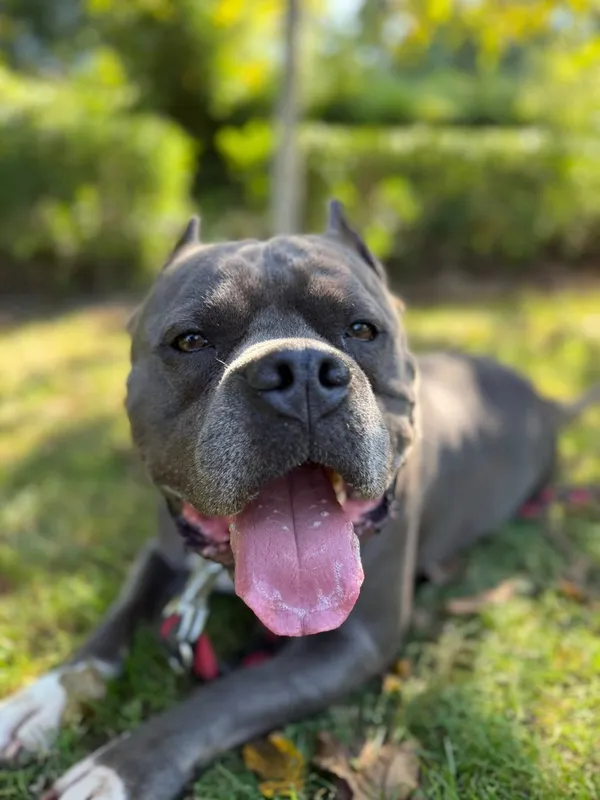 Pies do adopcji, Tychy, 12 lipca 2024