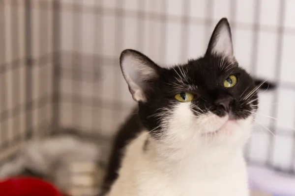 Znaleziono kota, Sosnowiec, 27 sierpnia 2025 (2/3)