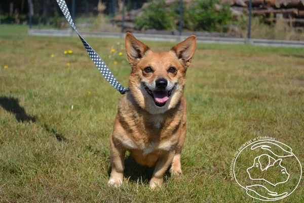 Znaleziono psa, Chełmek, 9 sierpnia 2025