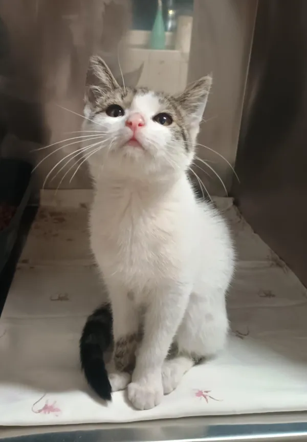 Kot do adopcji, Włocławek, 31 sierpnia 2025 (1/2)