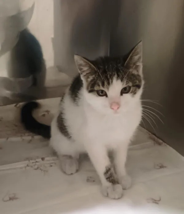 Kot do adopcji, Włocławek, 31 sierpnia 2025 (2/2)