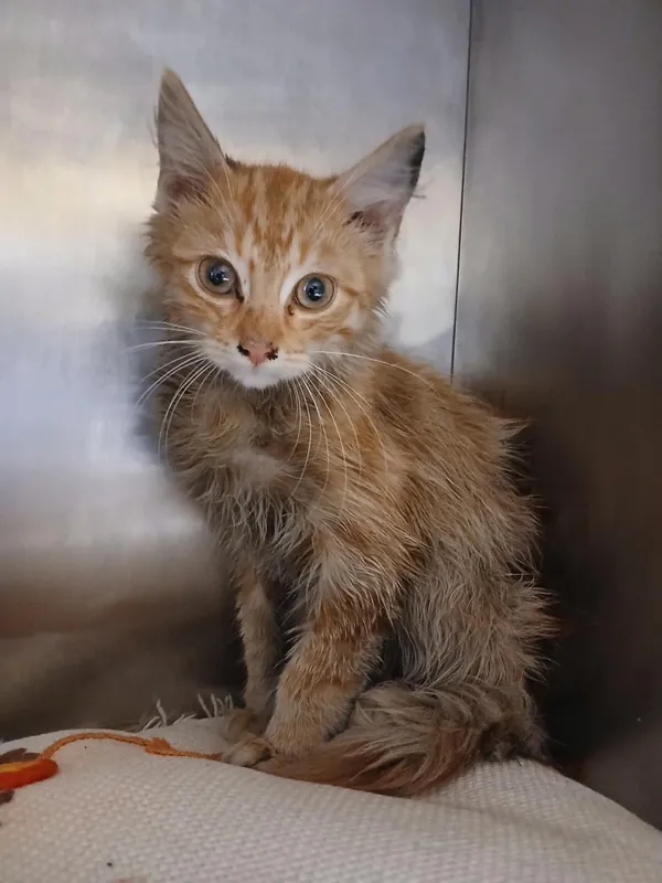 Kot do adopcji, Włocławek, 30 sierpnia 2025 (1/3)