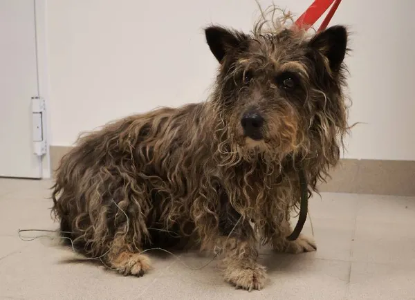 Znaleziono psa, Łódź, 1 września 2025 (1/5)