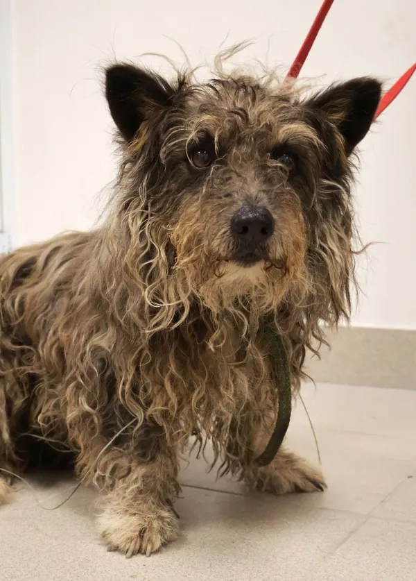 Znaleziono psa, Łódź, 1 września 2025 (2/5)