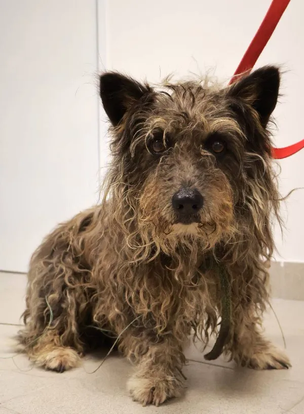 Znaleziono psa, Łódź, 1 września 2025 (3/5)