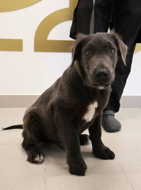 Znaleziono psa, Łódź, 1 września 2025 (1/5)