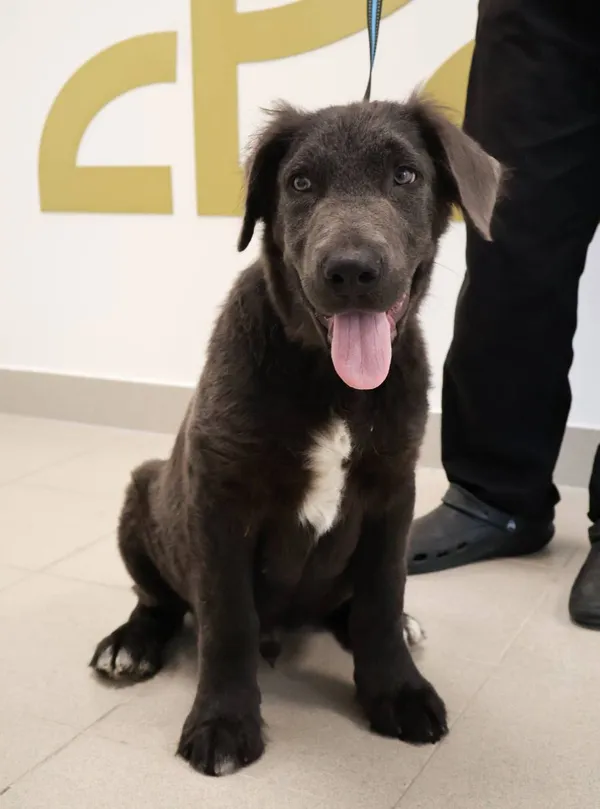 Znaleziono psa, Łódź, 1 września 2025 (2/5)