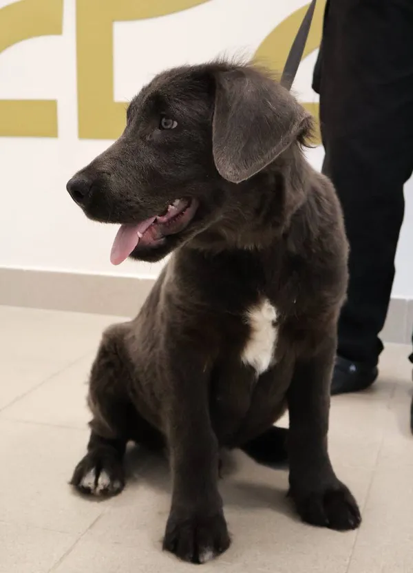 Znaleziono psa, Łódź, 1 września 2025 (3/5)