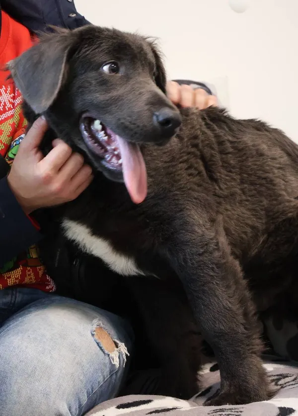 Znaleziono psa, Łódź, 1 września 2025 (4/5)