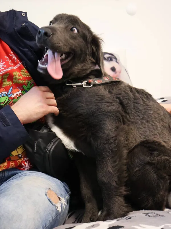 Znaleziono psa, Łódź, 1 września 2025 (5/5)