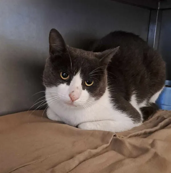 Znaleziono kota, Olsztyn, 31 sierpnia 2025