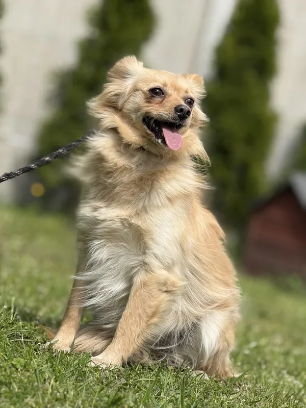 Pies do adopcji, Pieczyska, 1 września 2025 (4/4)