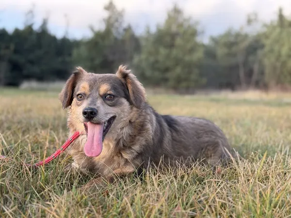 Pies do adopcji, Pieczyska, 1 września 2025 (2/4)