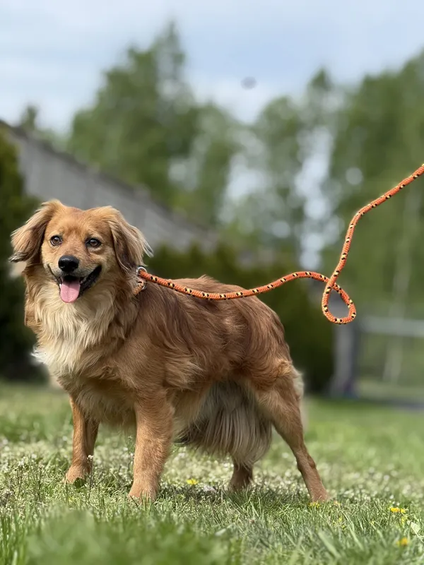 Pies do adopcji, Pieczyska, 1 września 2025 (2/4)