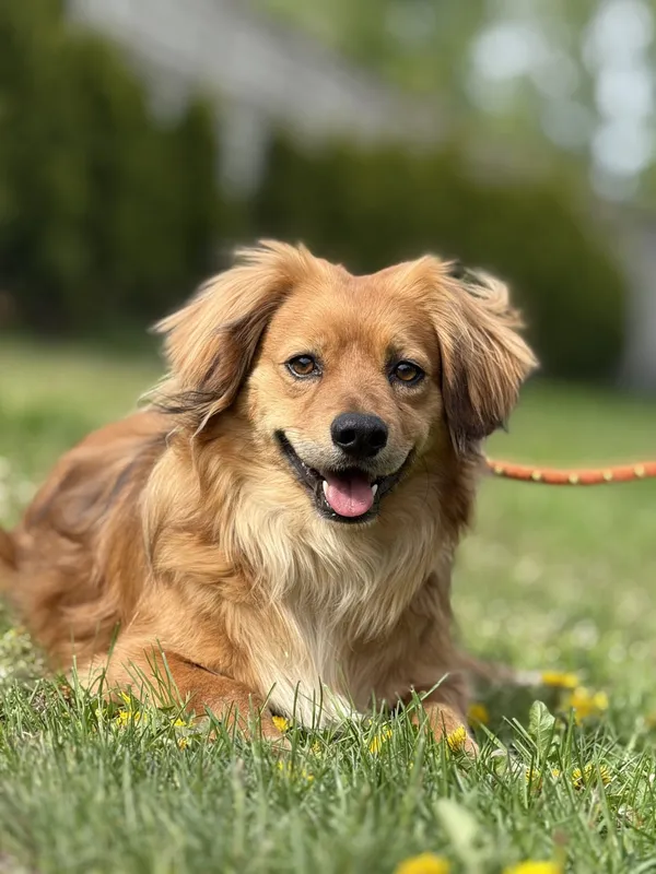 Pies do adopcji, Pieczyska, 1 września 2025 (3/4)