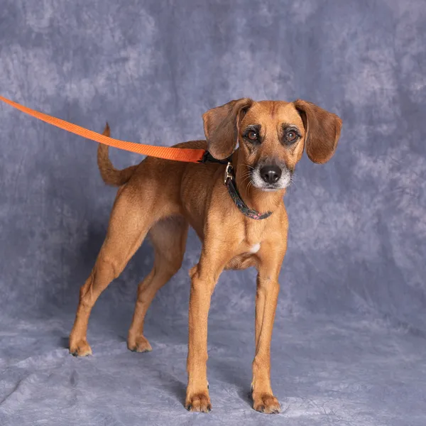 Znaleziono psa, Gdańsk, 25 września 2025