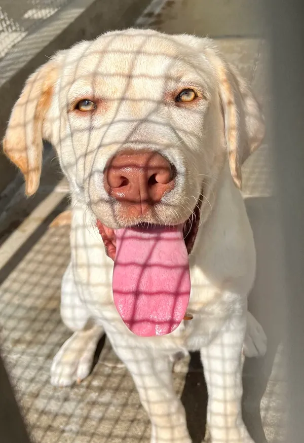 Znaleziono psa, Gdańsk, 1 września 2025