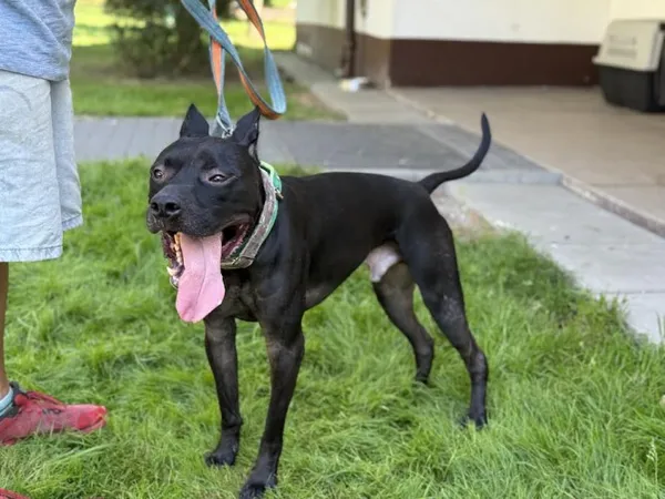 Pies do adopcji, Kraków, 18 sierpnia 2025 (2/5)