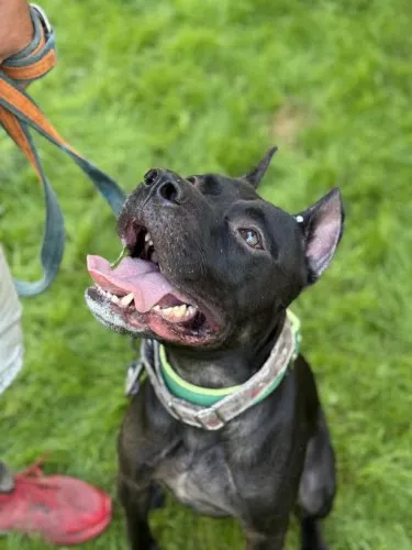 Pies do adopcji, Kraków, 18 sierpnia 2025 (3/5)