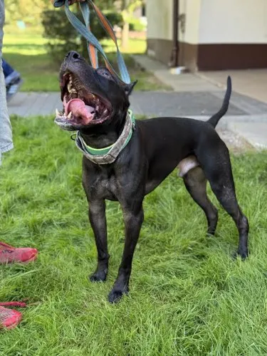 Pies do adopcji, Kraków, 18 sierpnia 2025 (4/5)