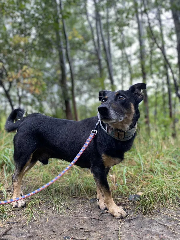 Znaleziono kota, Żywiec, 1 września 2025 (4/5)