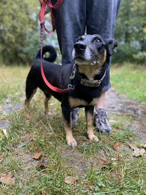 Znaleziono kota, Żywiec, 1 września 2025 (1/5)