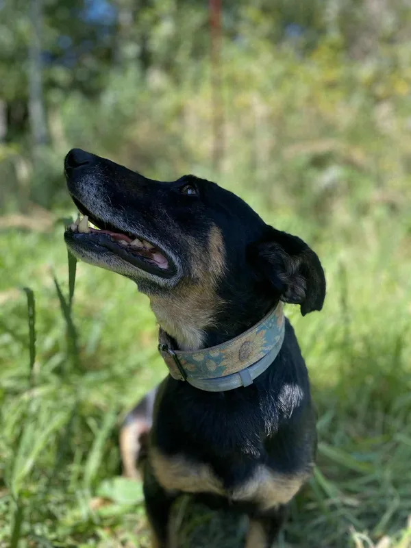 Znaleziono kota, Żywiec, 1 września 2025 (3/5)