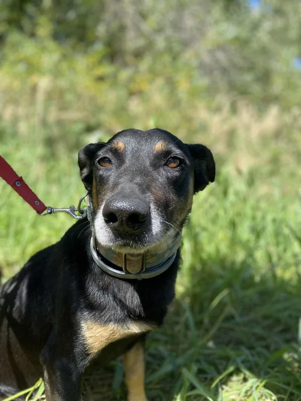 Znaleziono kota, Żywiec, 1 września 2025 (5/5)