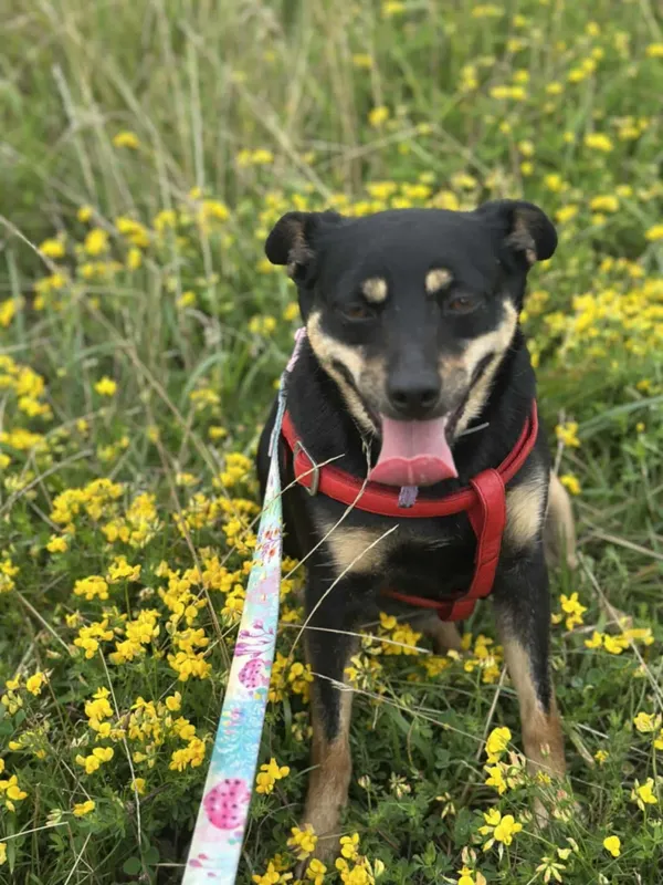 Pies do adopcji, Żywiec, 1 września 2025 (2/5)