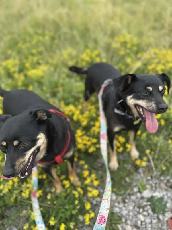 Pies do adopcji, Żywiec, 1 września 2025 (3/5)