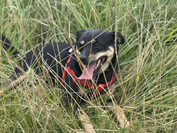 Pies do adopcji, Żywiec, 1 września 2025 (4/5)