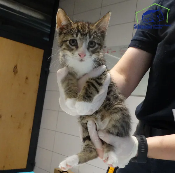 Znaleziono kota, Szczecin, 2 września 2025