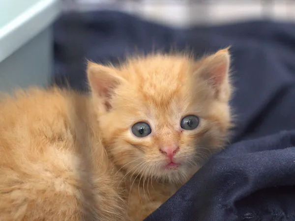 Znaleziono kota, Sosnowiec, 1 września 2025