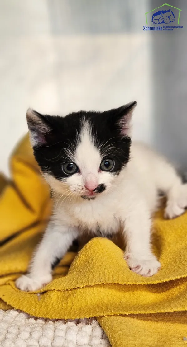 Kot do adopcji, Szczecin, 1 września 2025 (1/2)