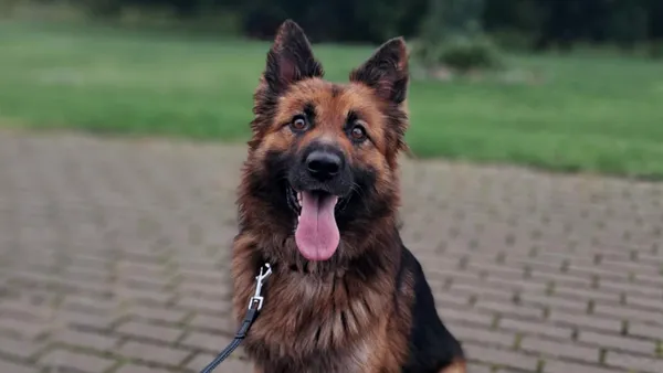 Znaleziono psa, Tatary, 1 września 2025 (1/4)