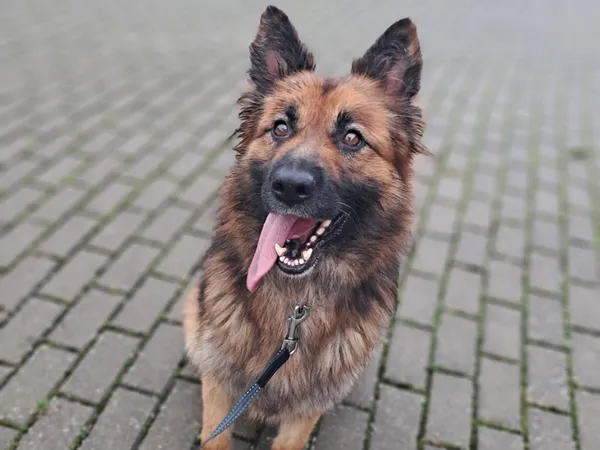 Znaleziono psa, Tatary, 1 września 2025 (2/4)