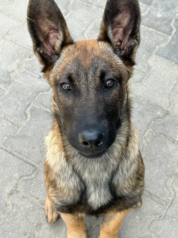 Zaginął pies, Barycz, 2 września 2025 (1/3)