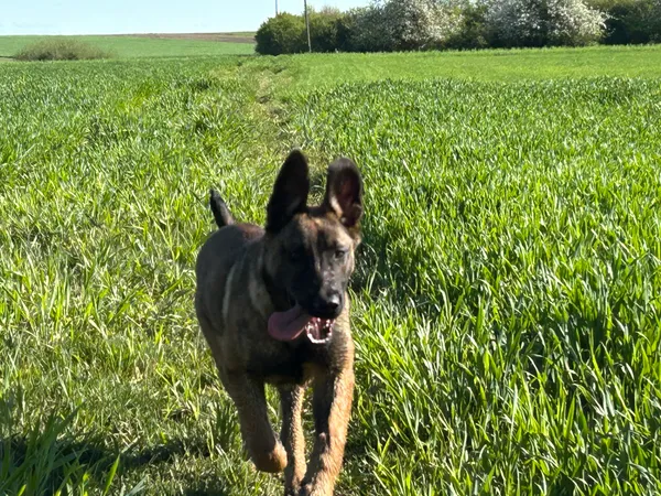 Zaginął pies, Barycz, 2 września 2025 (2/3)