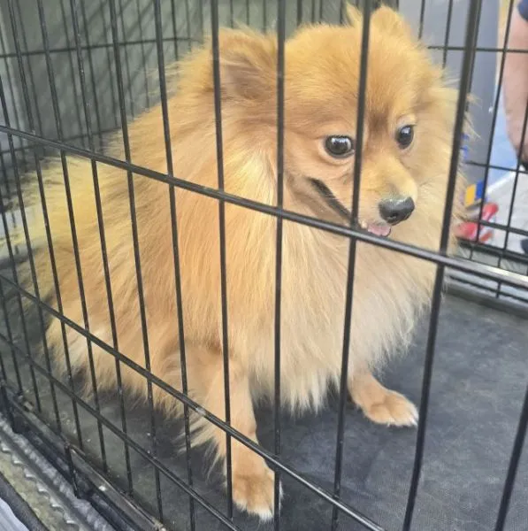 Znaleziono psa, Radom, 29 sierpnia 2025