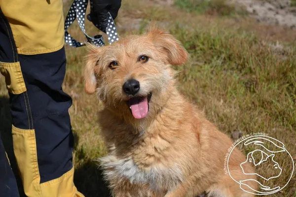 Pies do adopcji, Chełmek, 1 sierpnia 2025