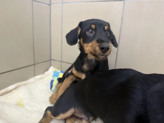 Pies do adopcji, Kraków, 31 sierpnia 2025